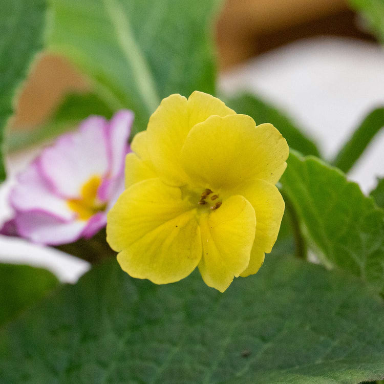 Polyanthus Plant 'Stella Mix'