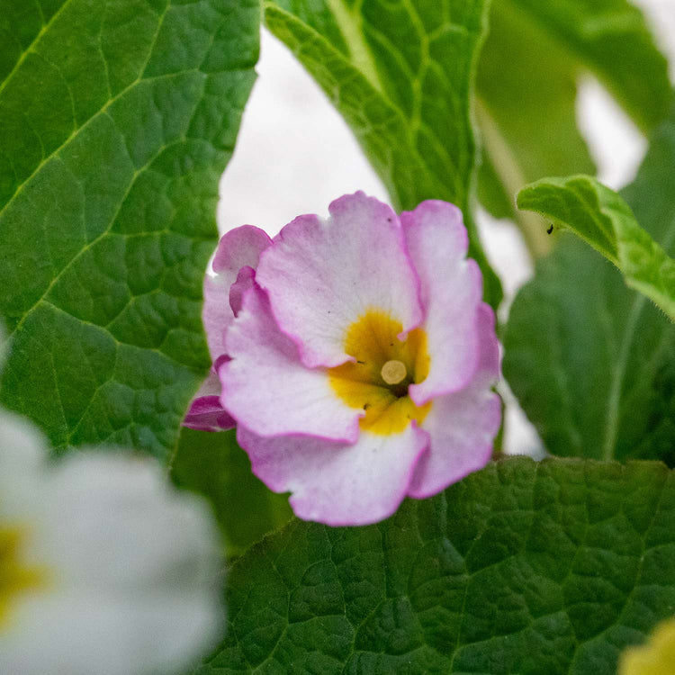 Polyanthus Plant 'Stella Mix'