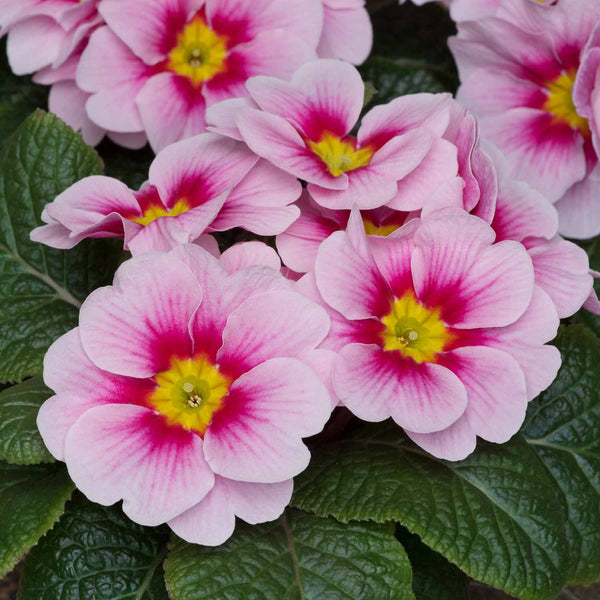 Primrose Plant 'Husky Appleblossom'