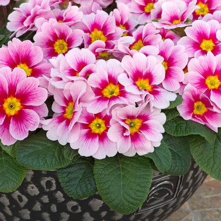 Primrose Plant 'Husky Appleblossom'