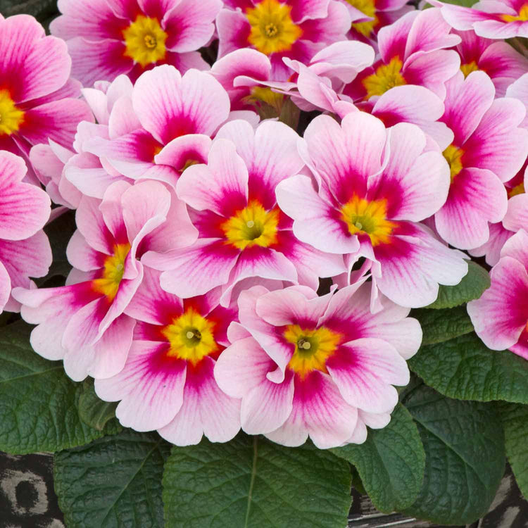 Primrose Plant 'Husky Appleblossom'