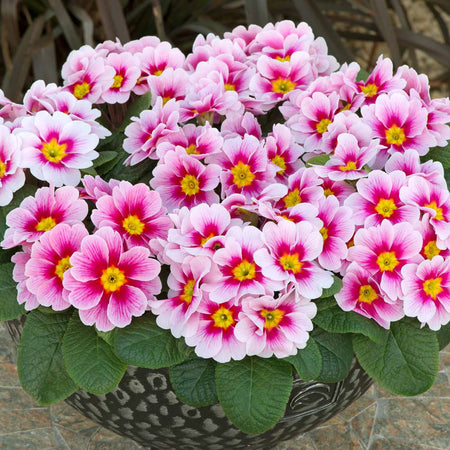 Primrose Plant 'Husky Appleblossom'