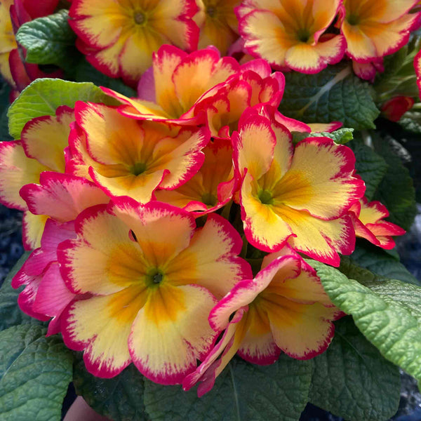 Primrose Plant 'Scentsation Rhubarb and Custard'