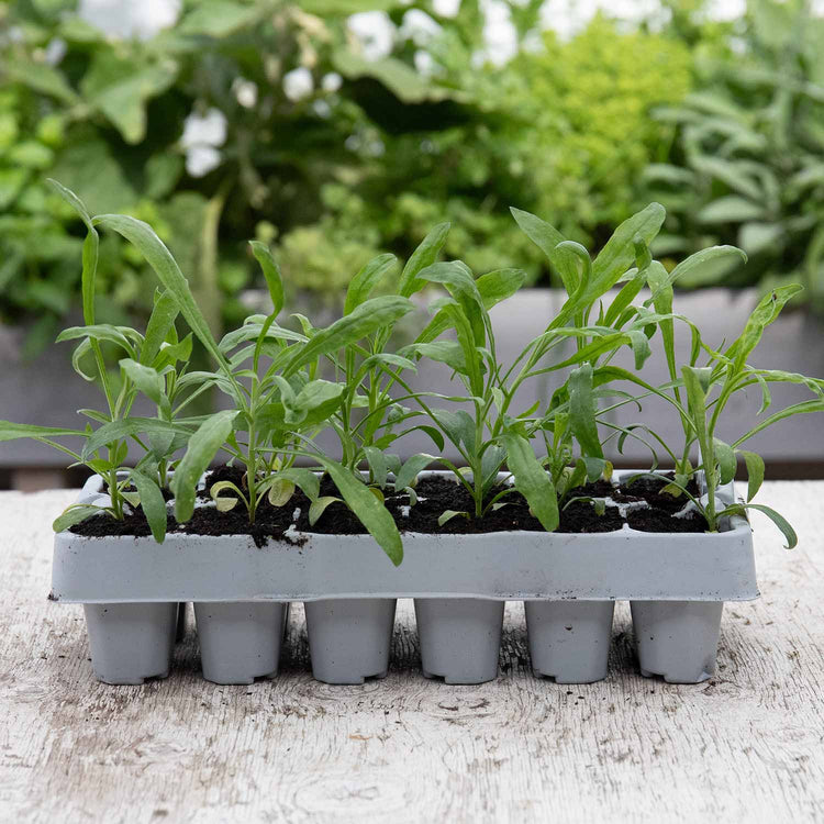 Wallflower Plant 'Dwarf Bedder Mix'