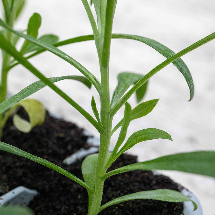 Wallflower Plant 'Dwarf Bedder Orange'