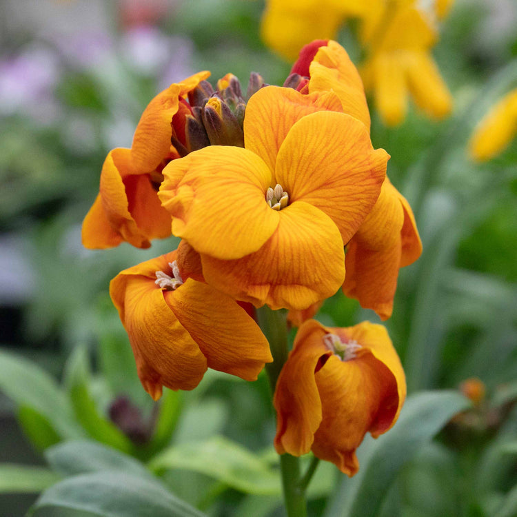 Wallflower Plant 'Dwarf Bedder Orange'