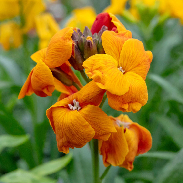 Wallflower Plant 'Dwarf Bedder Orange'