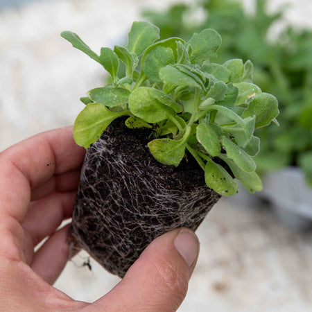 Aubrieta Plant 'Audrey Blue'