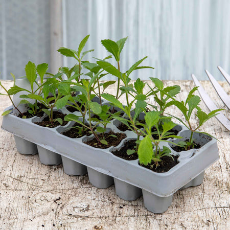 Verbena Plant 'Bonariensis Aires'