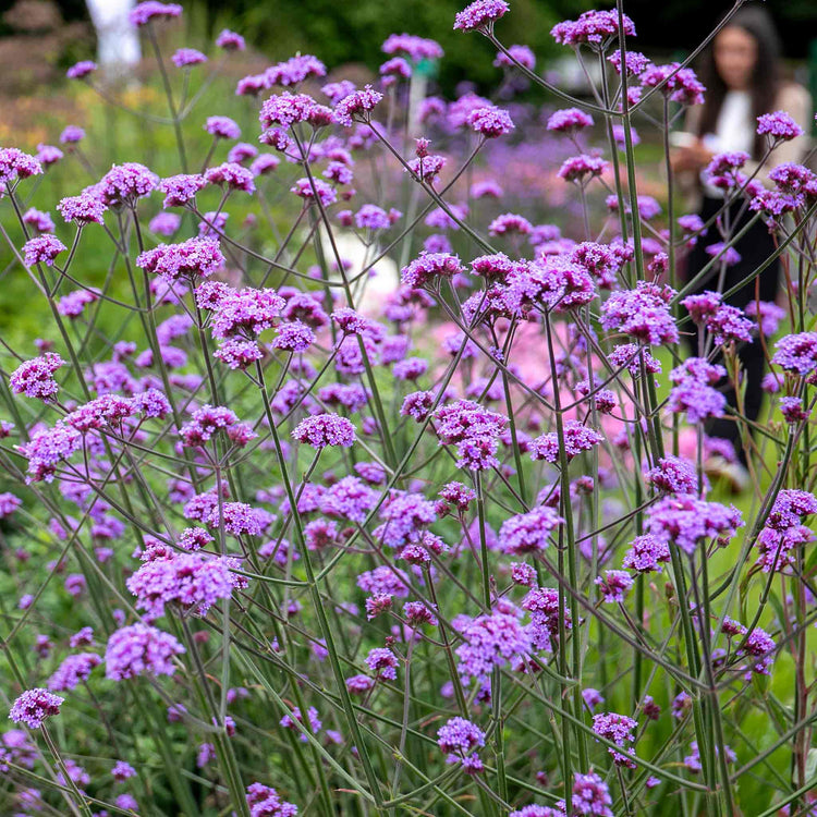 Verbena Plant 'Buenos Aires'