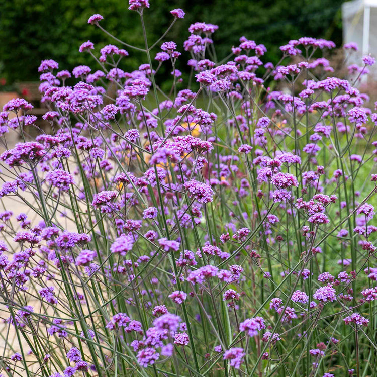 Verbena Plant 'Buenos Aires'