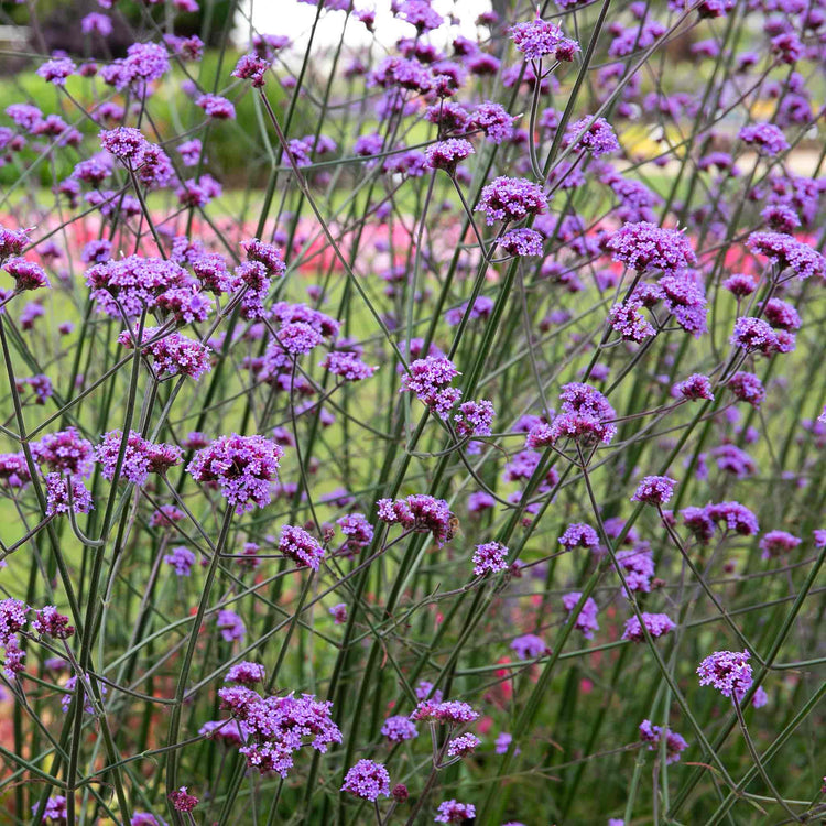 Verbena Plant 'Buenos Aires'