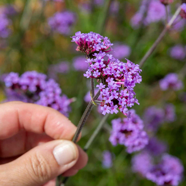 Verbena Plant 'Buenos Aires'