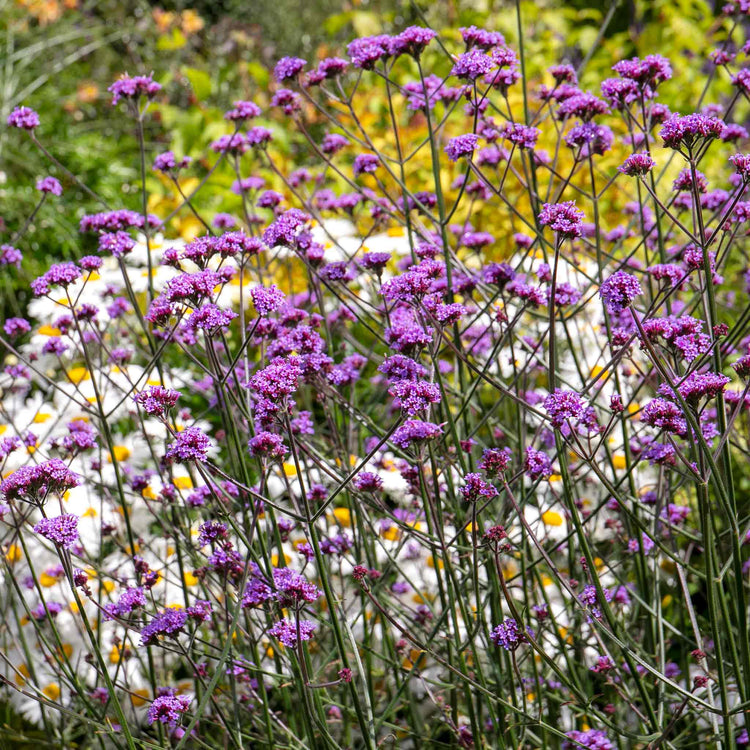 Verbena Plant 'Buenos Aires'