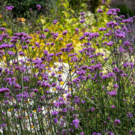 Verbena Plant 'Buenos Aires'