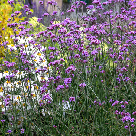 Verbena Plant 'Buenos Aires'