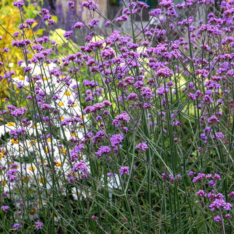 Verbena Plant 'Buenos Aires'