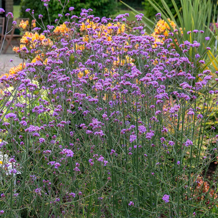 Verbena Plant 'Buenos Aires'