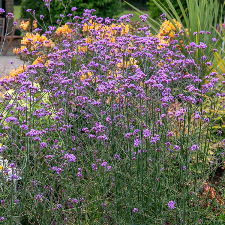 Verbena Plant 'Buenos Aires'