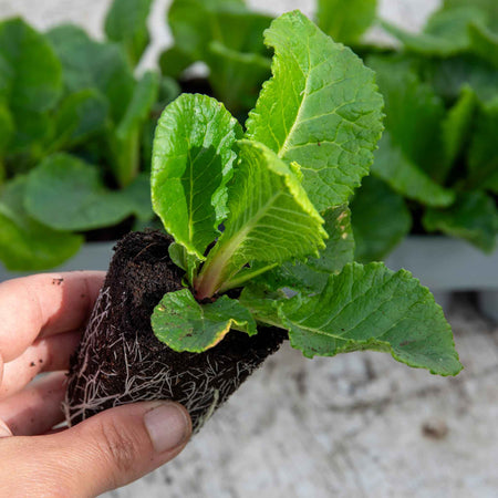 Primula Plant 'Vulgaris Everlast'