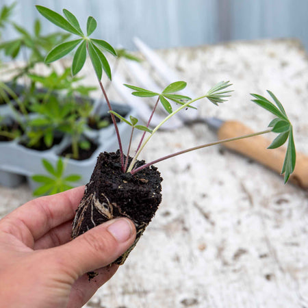 Lupin Plant 'Gallery Mix'