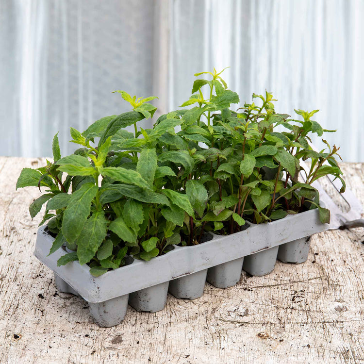 Lobelia Plant 'Starship Mix'