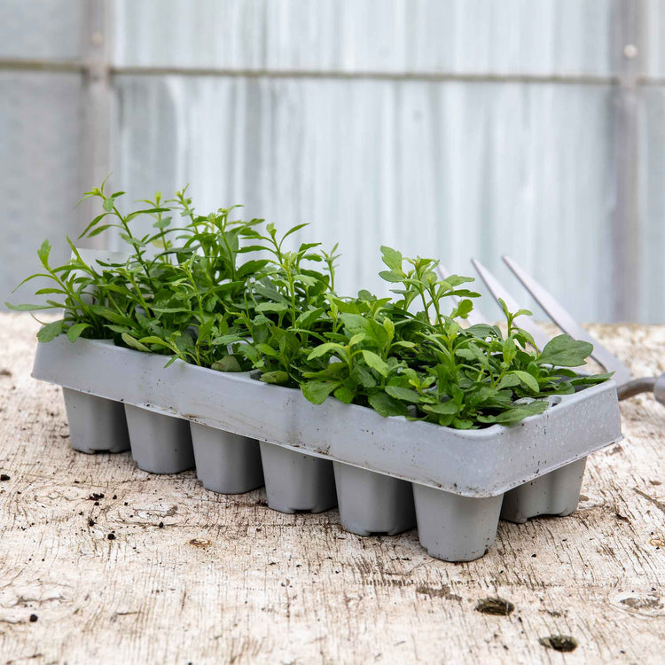 Erigeron Plant 'Karvinskianus Stallone Profusion'