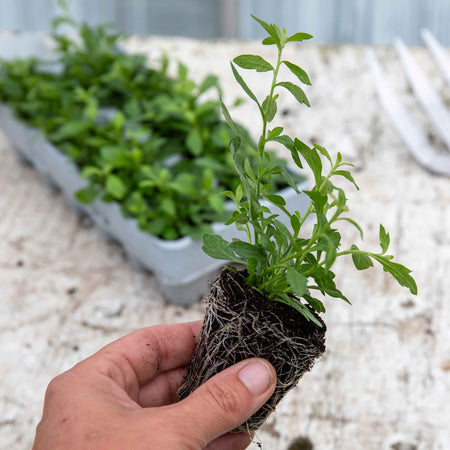 Erigeron Plant 'Karvinskianus Stallone Profusion'