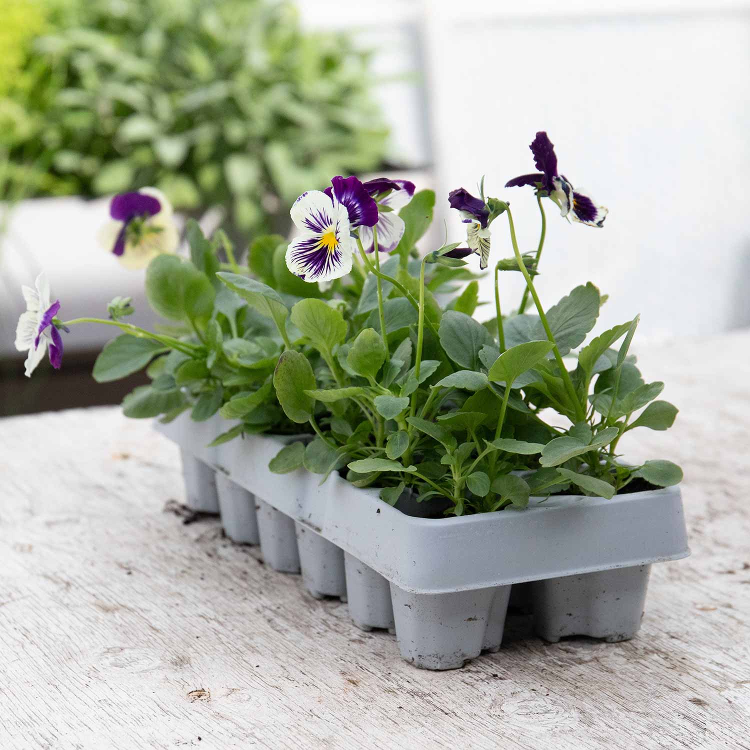 Pansy Cats Plus 'Purple and White' 12 Garden Ready Plants Buy Pansy