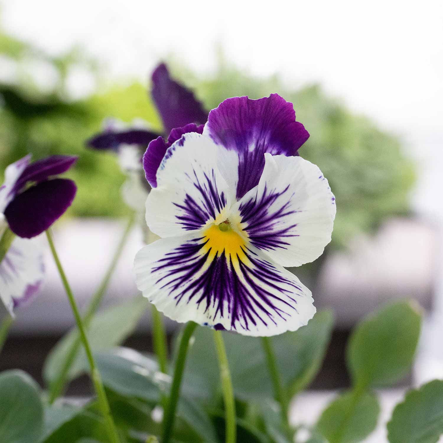 Pansy Cats Plus 'Purple and White' 12 Garden Ready Plants Buy Pansy