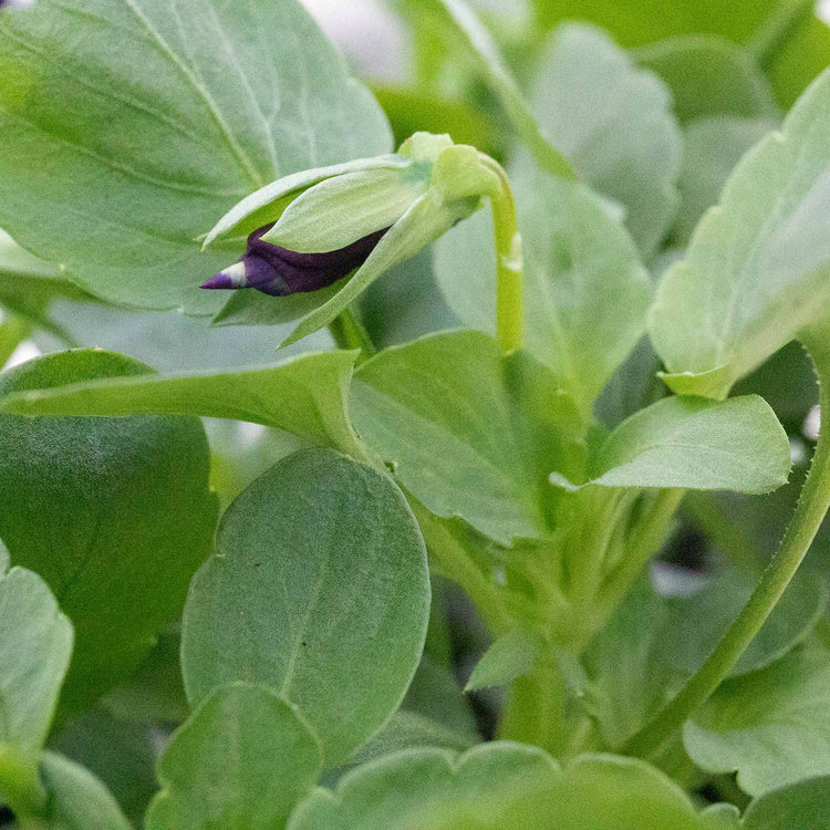 Pansy Plant Cats Plus 'Purple and White'