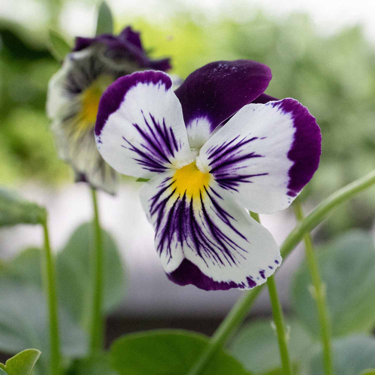 Pansy Plant Cats Plus 'Purple and White'