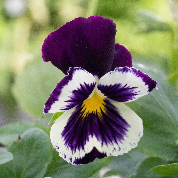 Pansy Plant Cats Plus 'Purple and White'