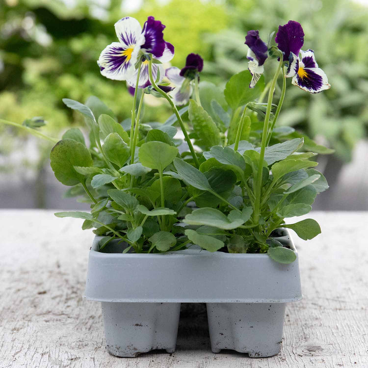 Pansy Plant Cats Plus 'Purple and White'