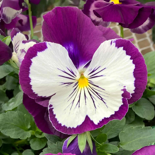 Pansy Cats Whiskers Plant 'Purple and White'