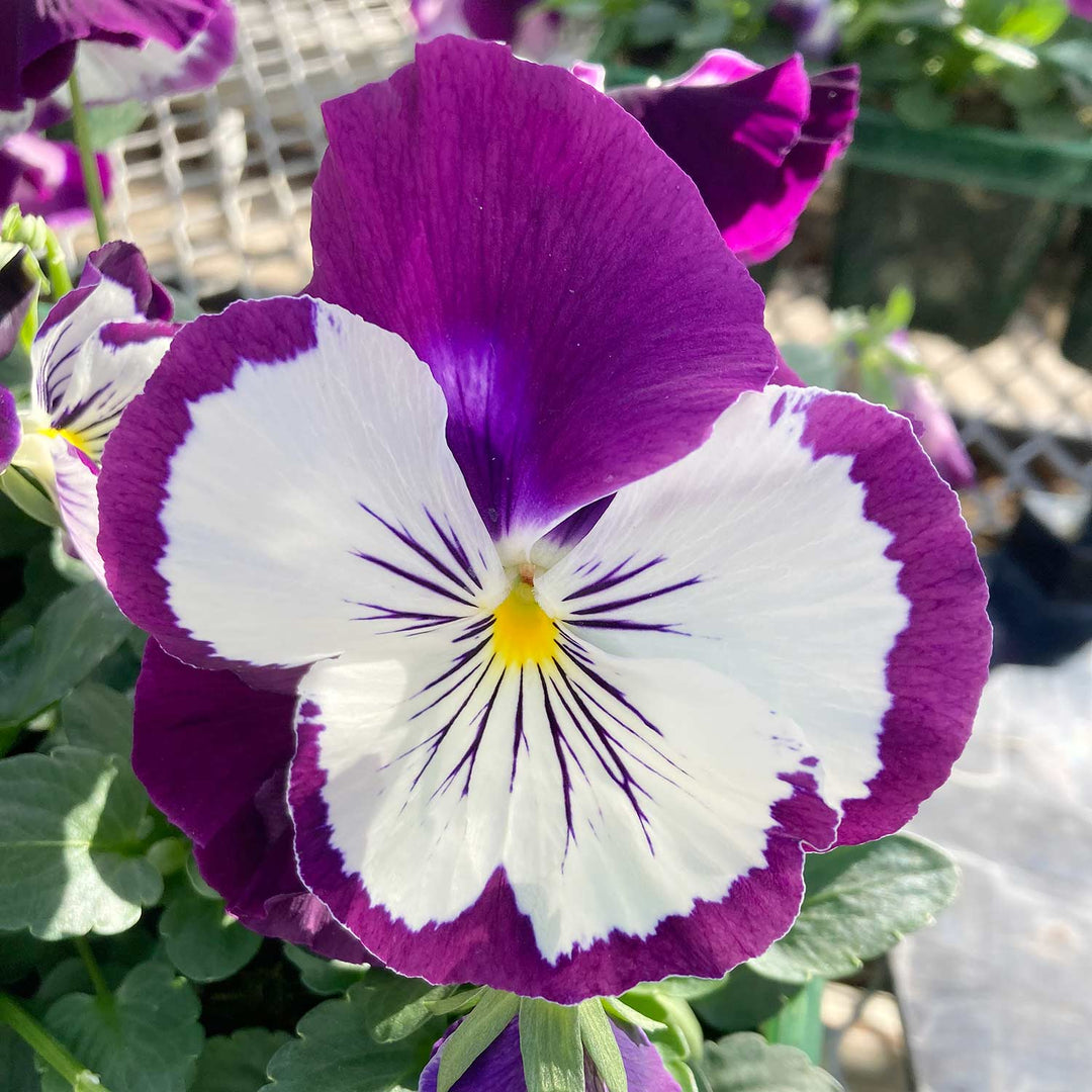 Pansy Cats Plus 'Purple and White' 12 Garden Ready Plants Buy Pansy