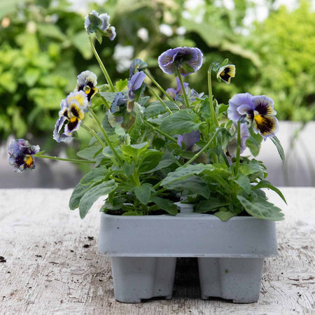 Pansy Plant 'Frizzle Sizzle Yellow Blue Swirl'