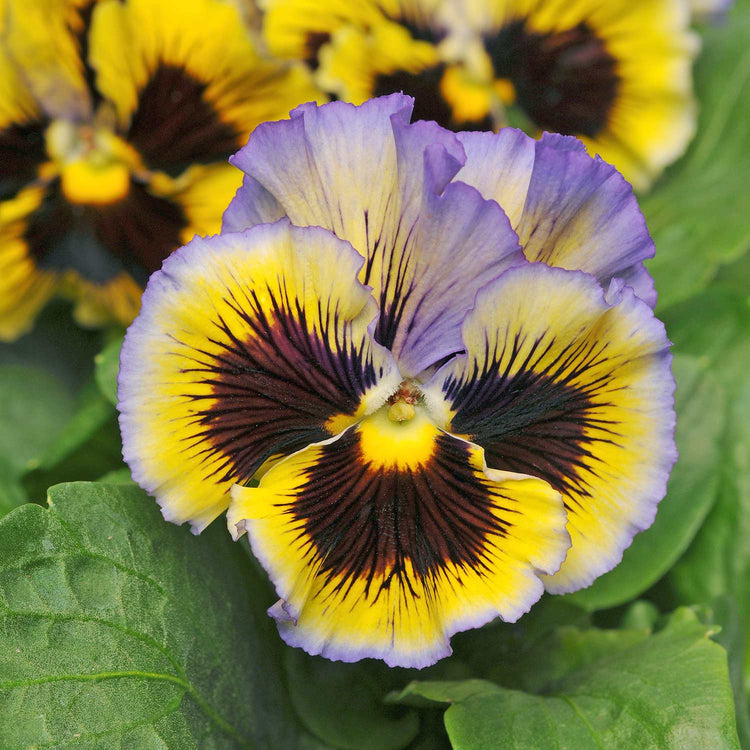 Pansy Plant 'Frizzle Sizzle Yellow Blue Swirl'