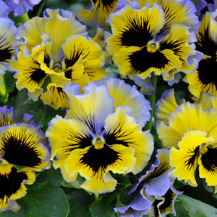 Pansy Plant 'Frizzle Sizzle Yellow Blue Swirl'