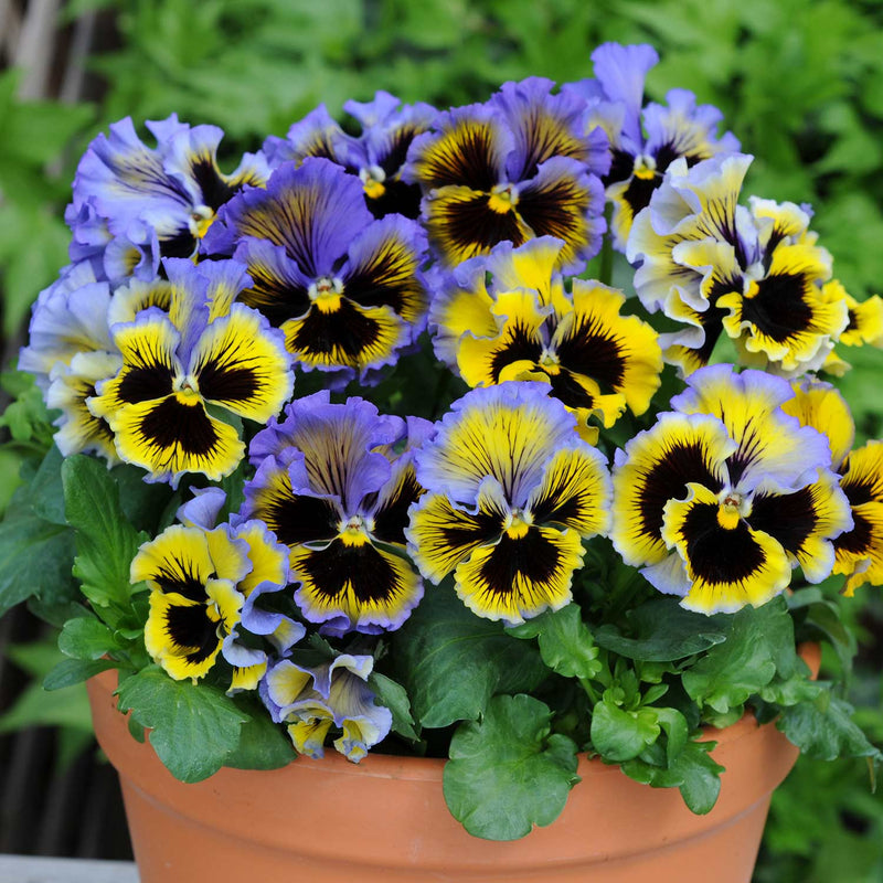 Pansy Plant 'Frizzle Sizzle Yellow Blue Swirl'