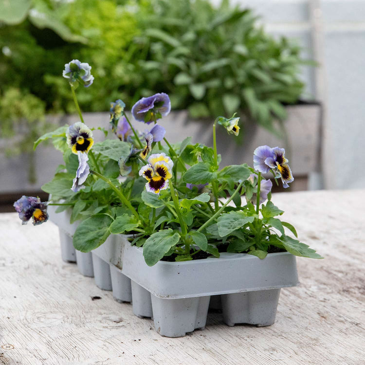 Pansy Plant 'Frizzle Sizzle Yellow Blue Swirl'