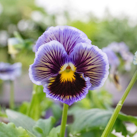 Pansy Plant 'Frizzle Sizzle Yellow Blue Swirl'