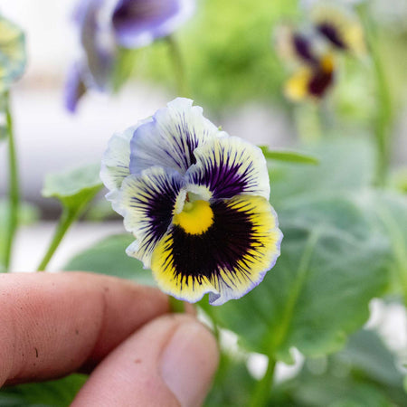 Pansy Plant 'Frizzle Sizzle Yellow Blue Swirl'