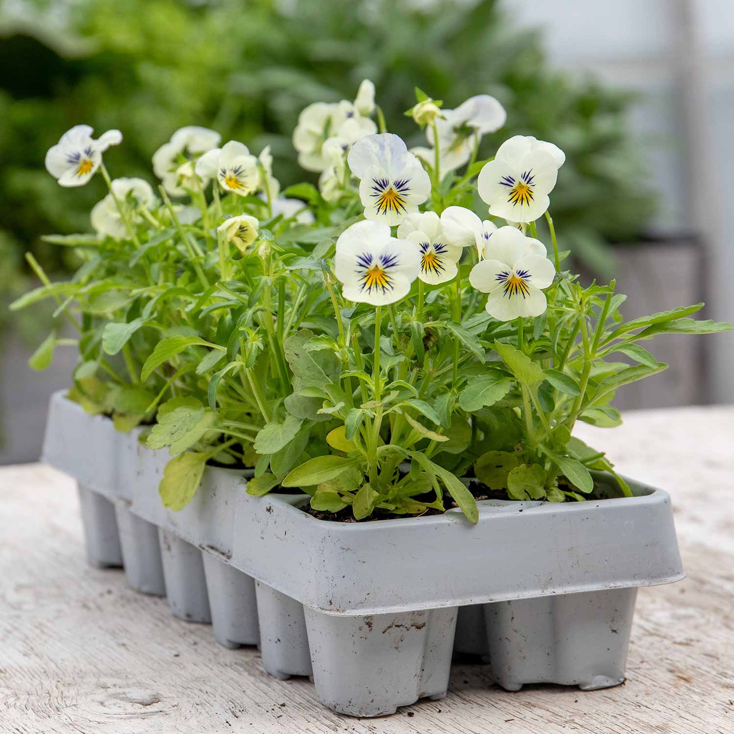 Viola 'Yesterday, Today, Tomorrow' 12 Garden Ready Plants Buy Viola