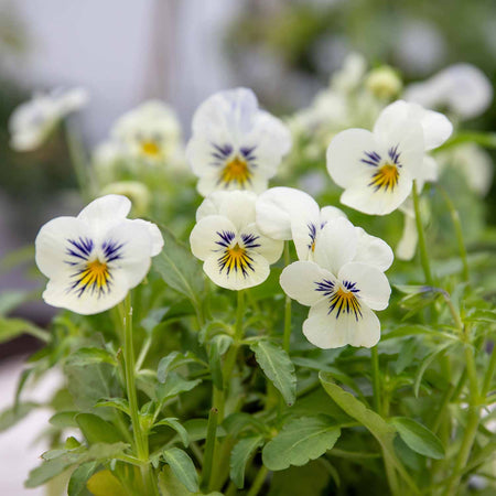 Viola Plant 'Yesterday, Today, Tomorrow'