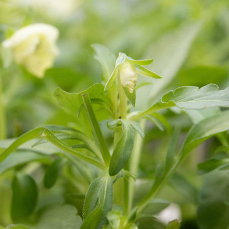 Viola Plant 'Yesterday, Today, Tomorrow'