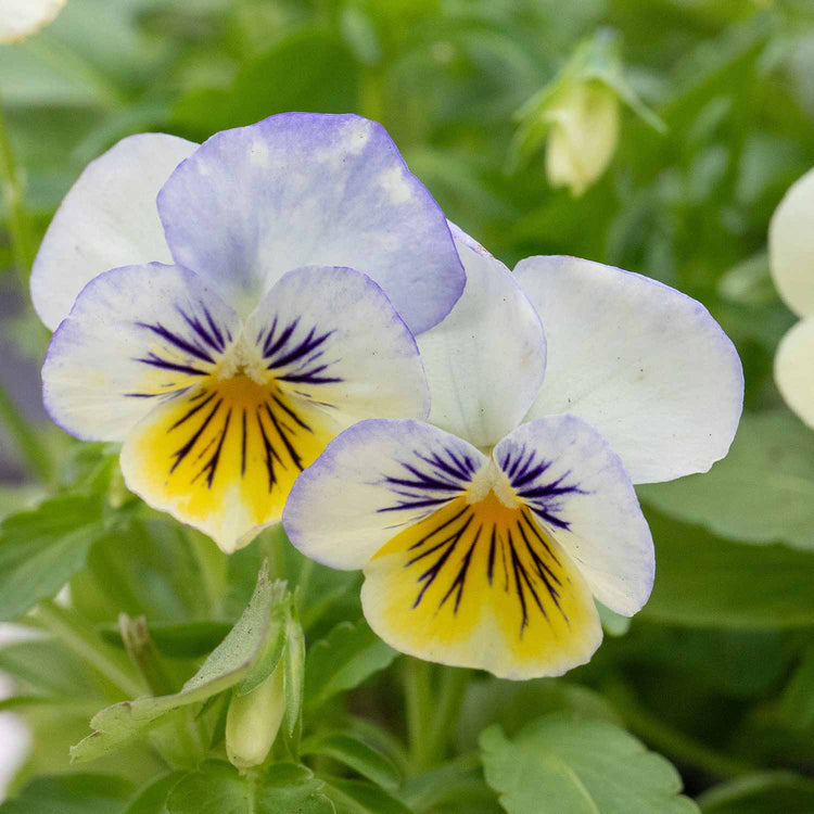 Viola Plant 'Yesterday, Today, Tomorrow'