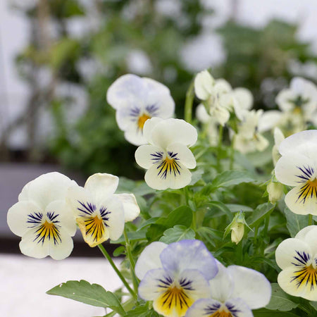 Viola Plant 'Yesterday, Today, Tomorrow'