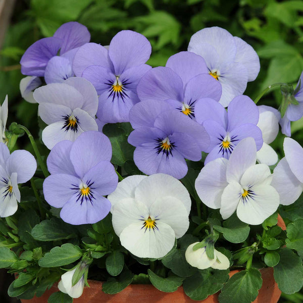 Viola Plant 'Yesterday, Today, Tomorrow'