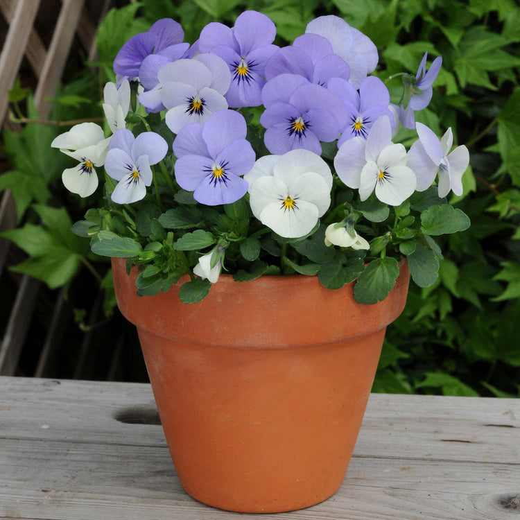 yesterday today tomorrow plant in pots Viola Plant 'Yesterday, Today, Tomorrow'